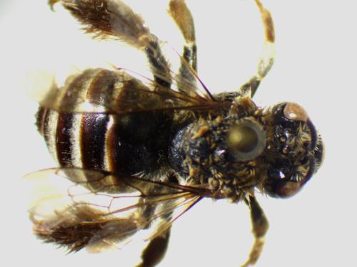 Tetraloniella dentata